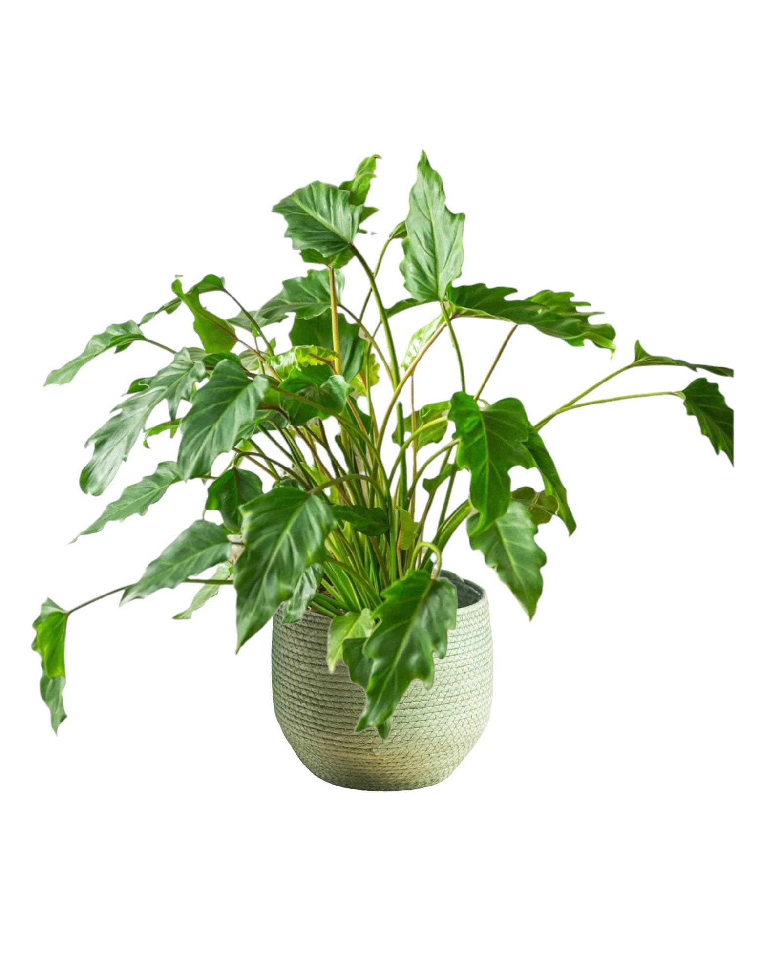 Philodendron Xanadu 65cm - Plante d'intérieur- La Green Touch - Image 1
