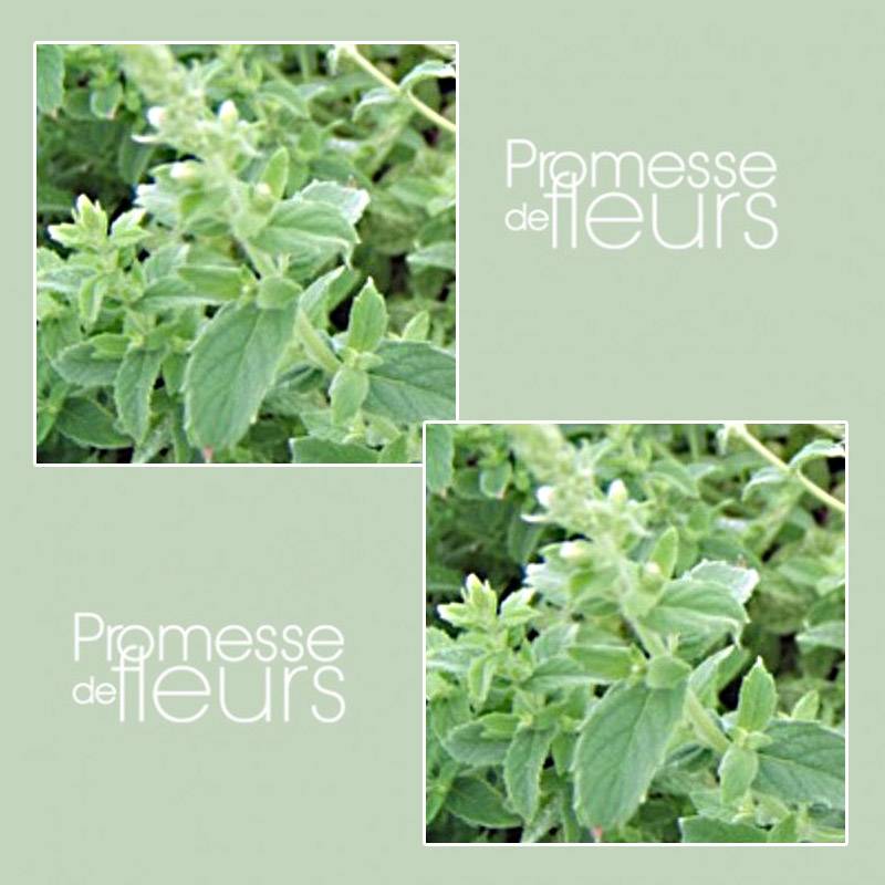 Menthe tomentosa BIO Godet de 8/9 cm