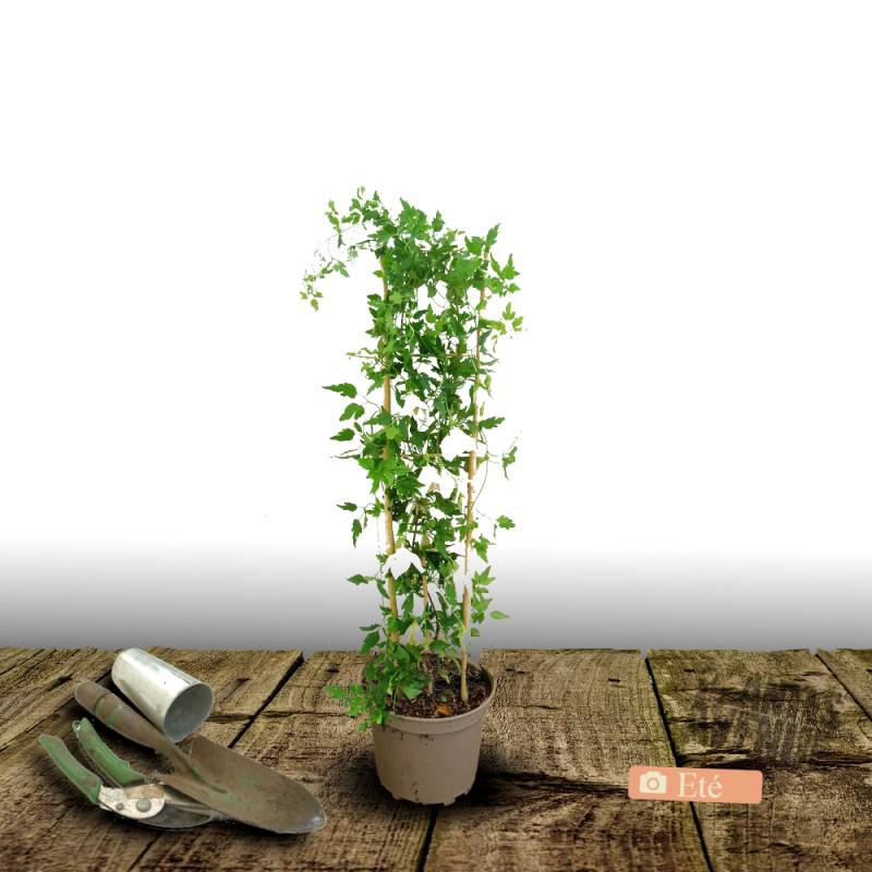 Clématite cirrhosa Jingle Bell's, Clématite cireuse à fleurs Blanche - feuillage Semi-Persistant - Pot de 3L - Echelle bambou 60/120 cm- hauteur à ma - Image 3