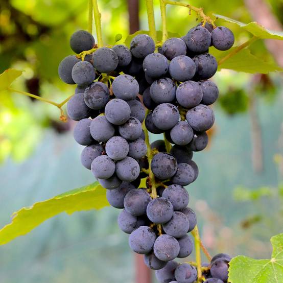 Promesse de Fleurs - Vigne Muscat Rouge De Madere Pot de 2L/3L