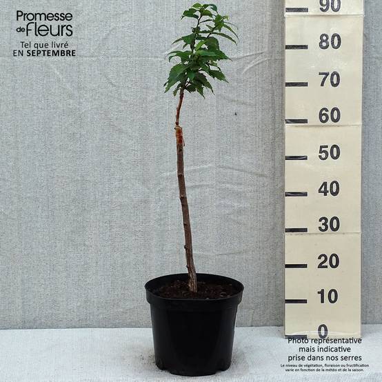 Promesse de Fleurs - Zelkova serrata Goblin - Orme de Sibérie Pot de 4L/5L - Image 2