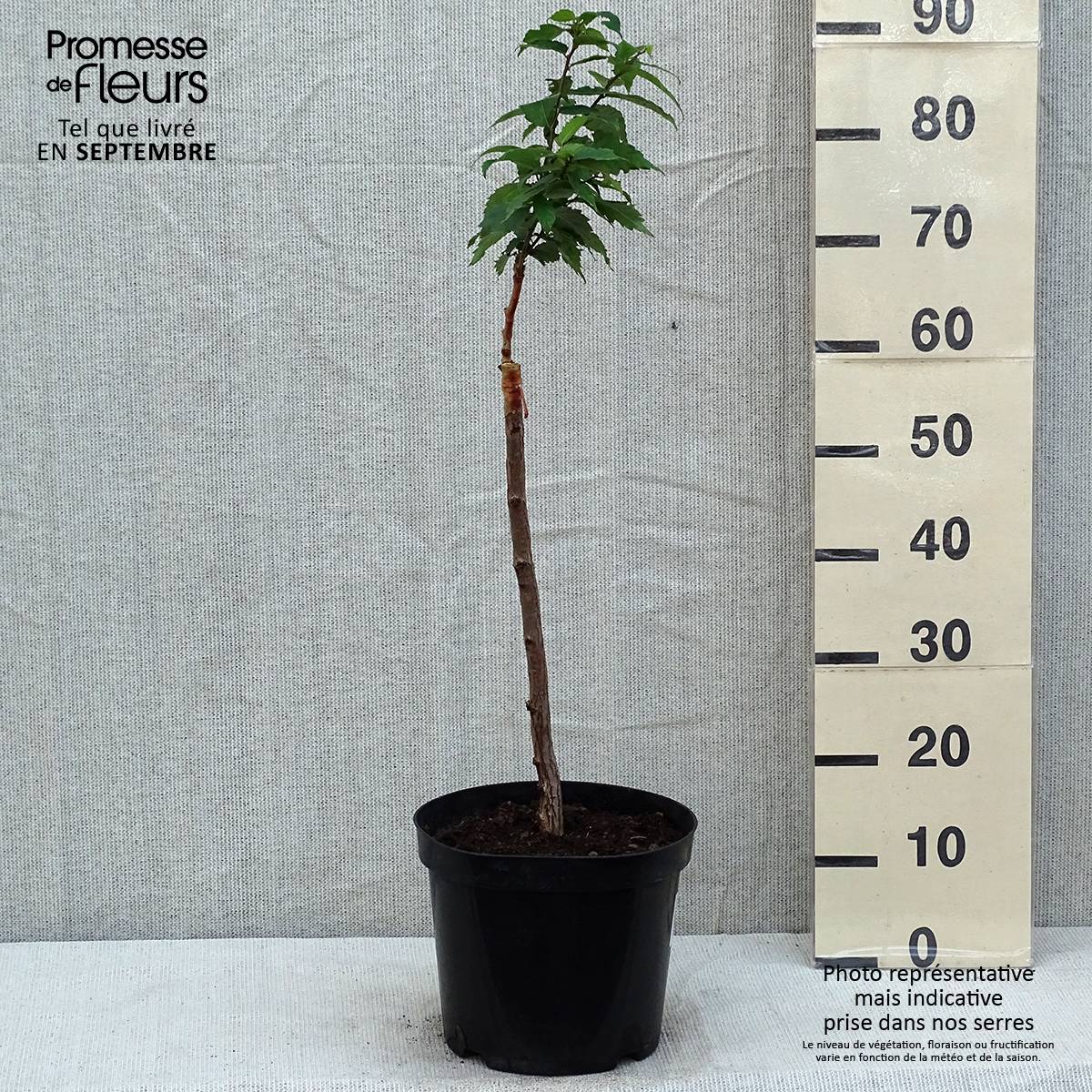 Promesse de Fleurs - Zelkova serrata Goblin - Orme de Sibérie Pot de 4L/5L - Image 2