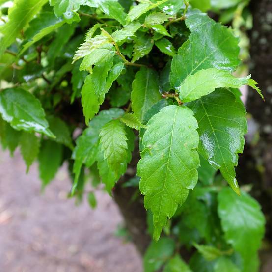 Promesse de Fleurs - Zelkova serrata Goblin - Orme de Sibérie Pot de 4L/5L - Image 1