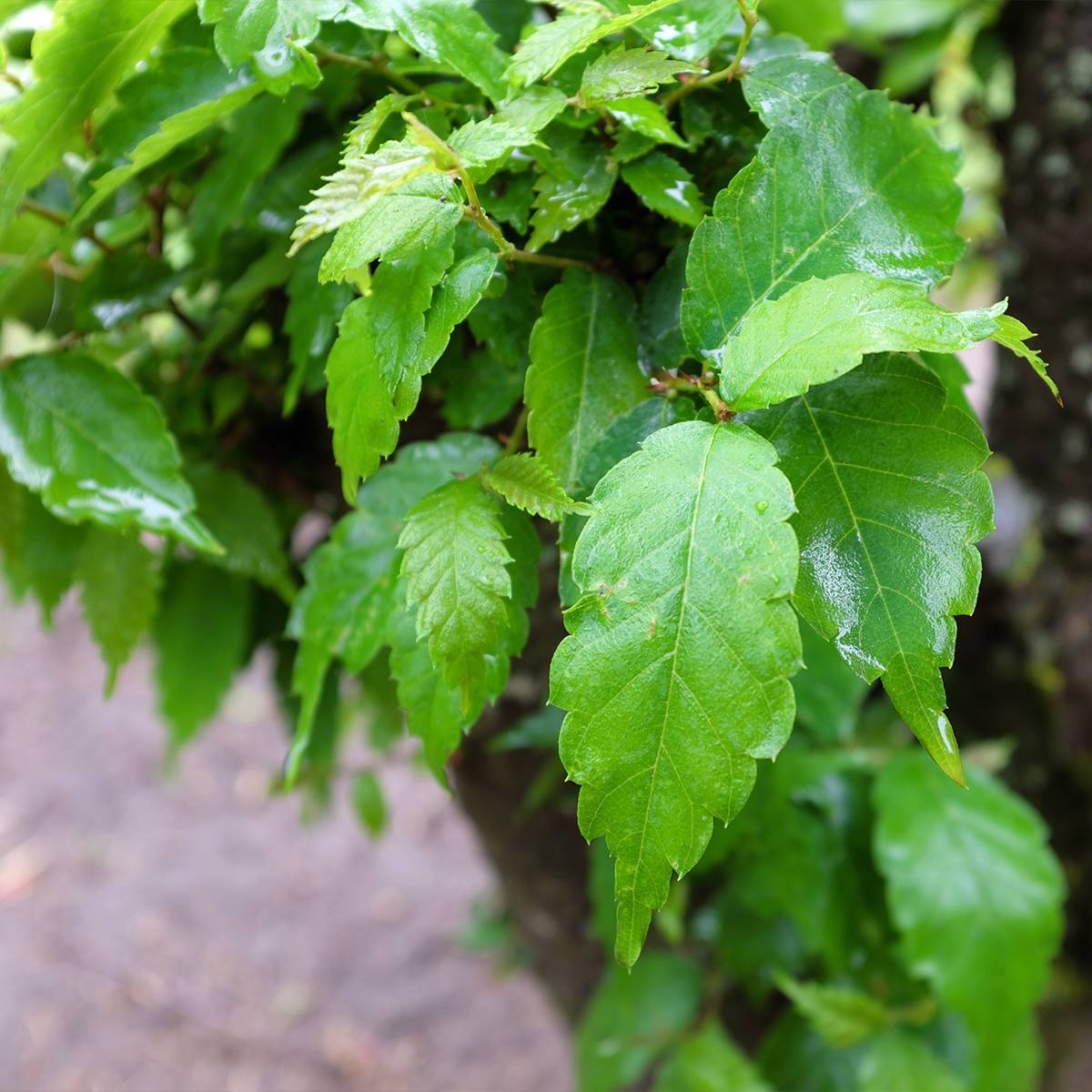 Promesse de Fleurs - Zelkova serrata Goblin - Orme de Sibérie Pot de 4L/5L - Image 1