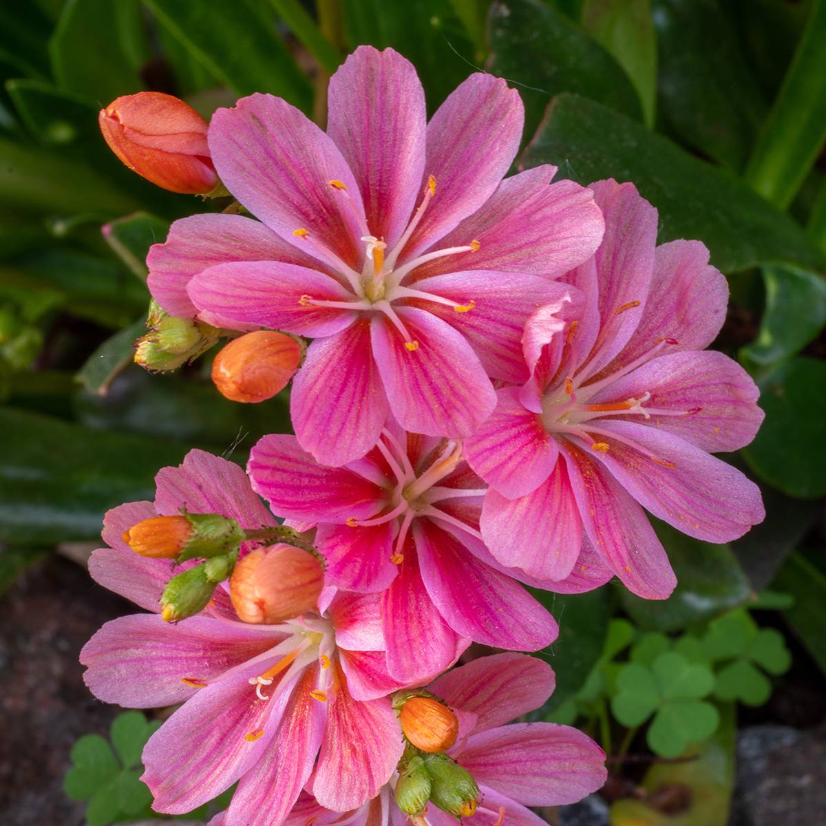Promesse de Fleurs - Lewisia Little Raspberry Pot de 1,5L/2L