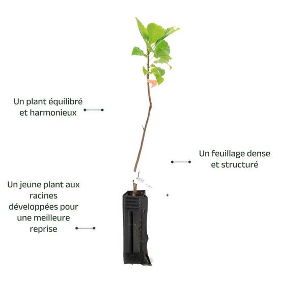 Cerisier à Grappes (Prunus Padus) - Godet - Taille 20/40cm - Pépinières Naudet - Image 3
