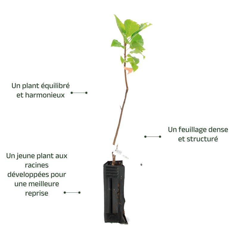 Cerisier à Grappes (Prunus Padus) - Godet - Taille 20/40cm - Pépinières Naudet - Image 3