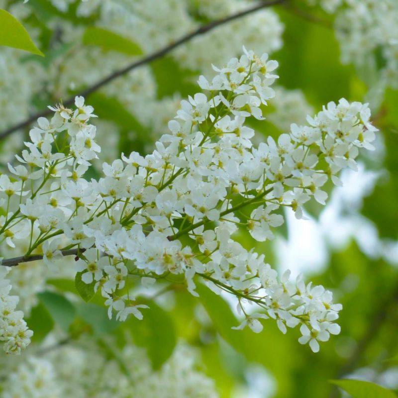 Cerisier à Grappes (Prunus Padus) - Godet - Taille 20/40cm - Pépinières Naudet