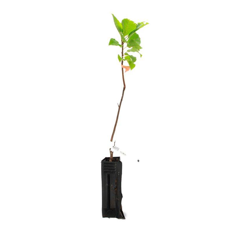 Cerisier à Grappes (Prunus Padus) - Godet - Taille 20/40cm - Pépinières Naudet - Image 2