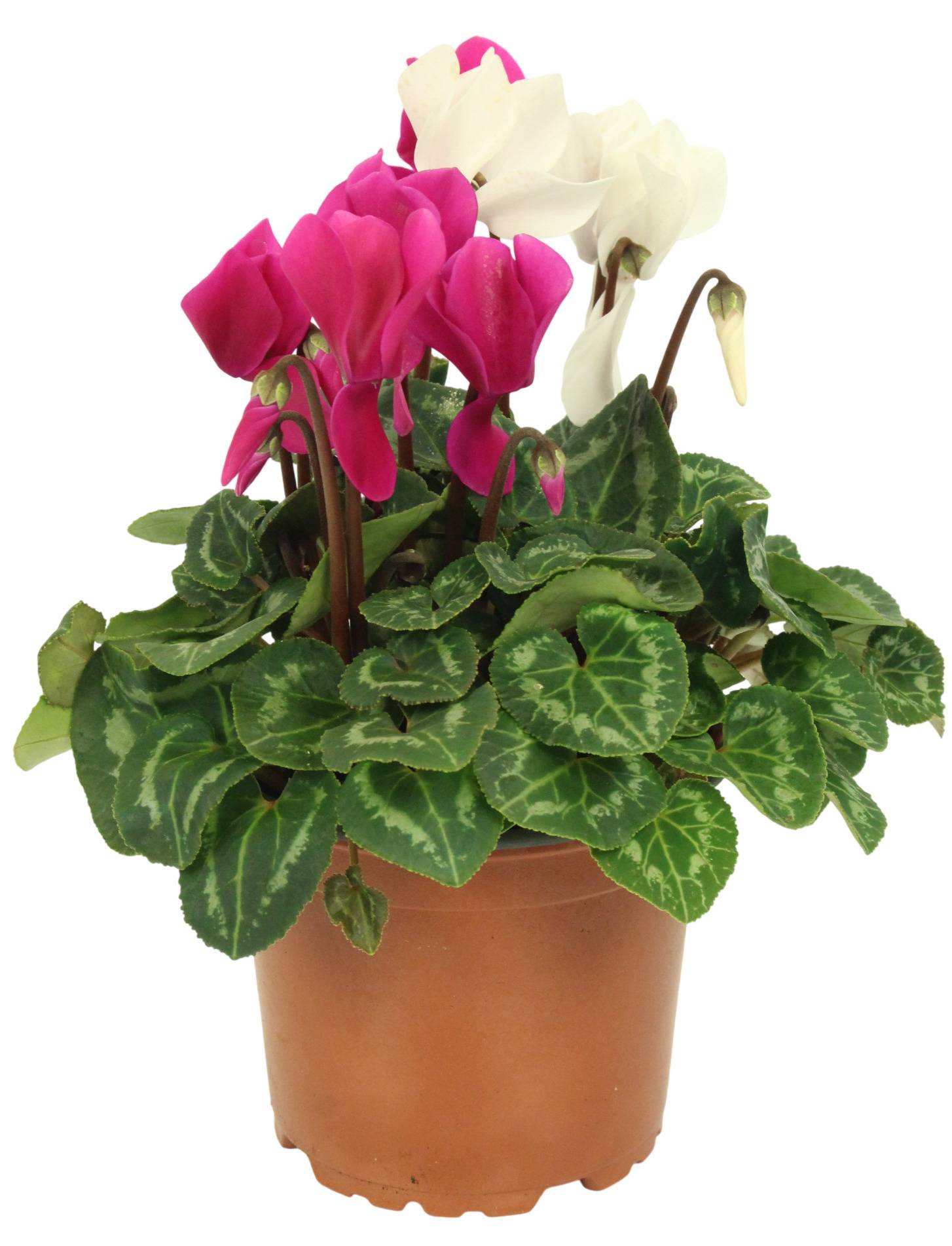 Fleuron D'Anjou - CYCLAMEN MINI DUO Pot 12 cm - Image 1