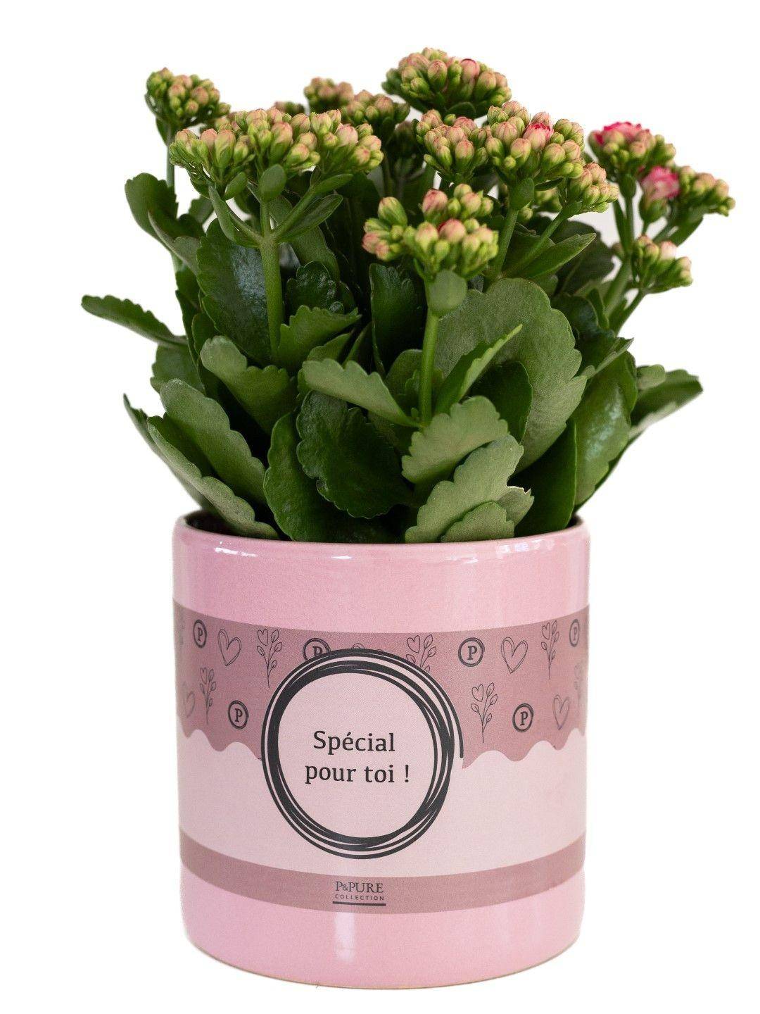 Kalanchoe rose - Ø12cm - ↕27cm - Plantes d’intérieur - Image 1
