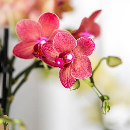 Orchidée Phalaenopsis 'Congo' rouge - Pot de 9cm - Sans cache-pot - Plantes d'intérieur - Image 6