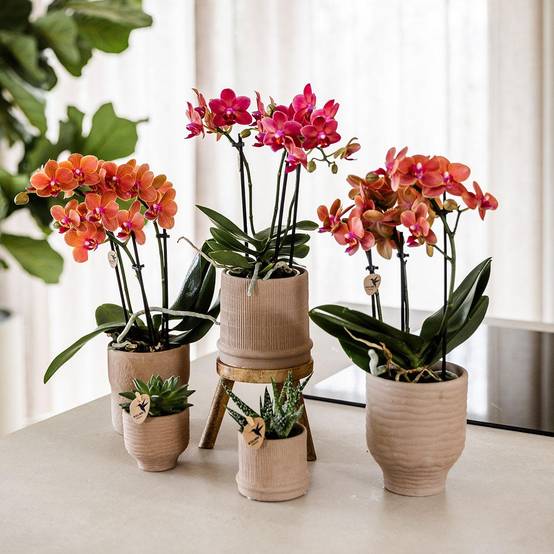 Orchidée Phalaenopsis 'Congo' rouge - Pot de 9cm - Sans cache-pot - Plantes d'intérieur - Image 3