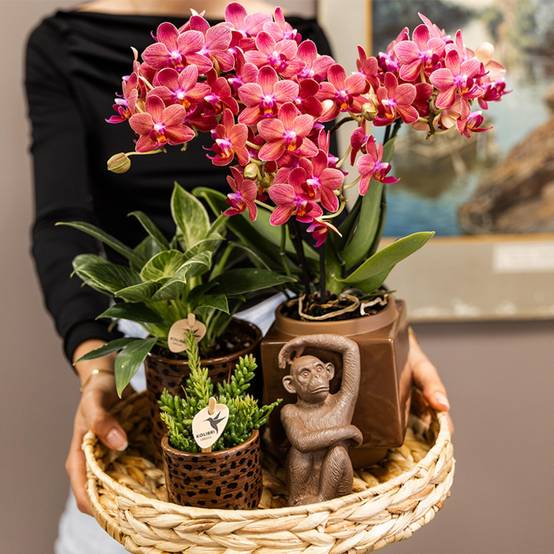 Orchidée Phalaenopsis 'Congo' rouge - Pot de 9cm - Sans cache-pot - Plantes d'intérieur - Image 5