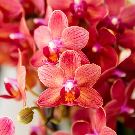 Orchidée Phalaenopsis 'Congo' rouge - Pot de 9cm - Sans cache-pot - Plantes d'intérieur - Image 2
