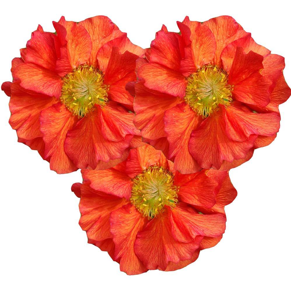 Promesse de Fleurs - Geum Scarlet Tempest - Benoîte hybride Mini-motte Ø 3/4 cm (par 3)