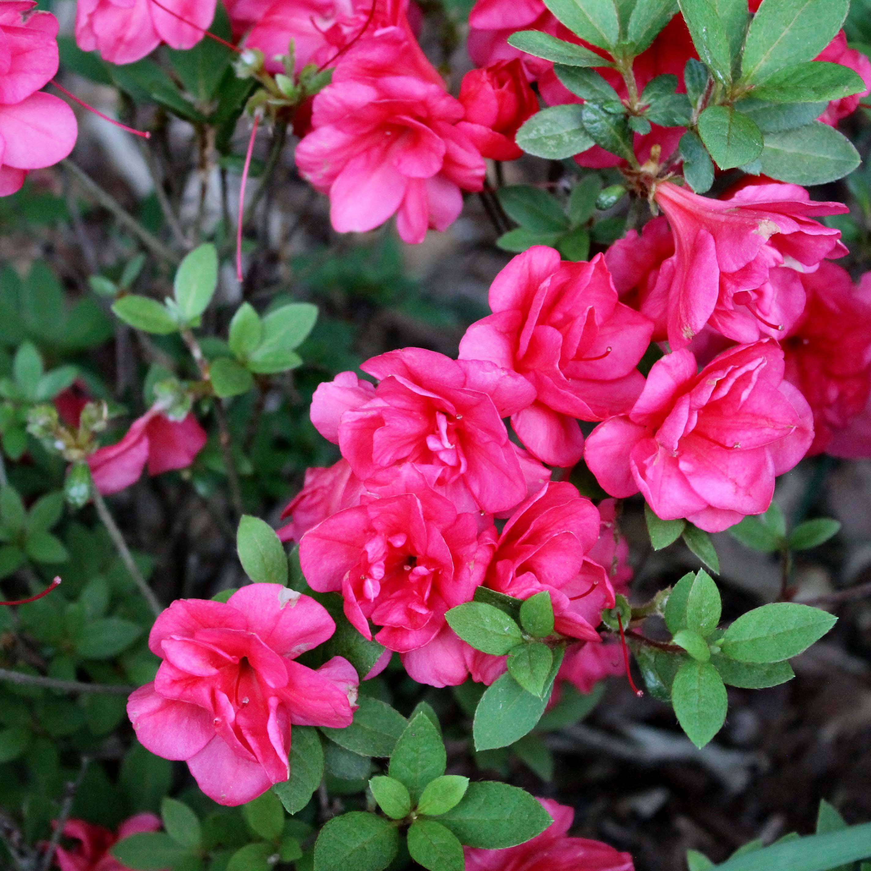 Promesse de Fleurs - Azalée du Japon Christina - Rhododendron hybride. Pot de 2L/3L - Image 1