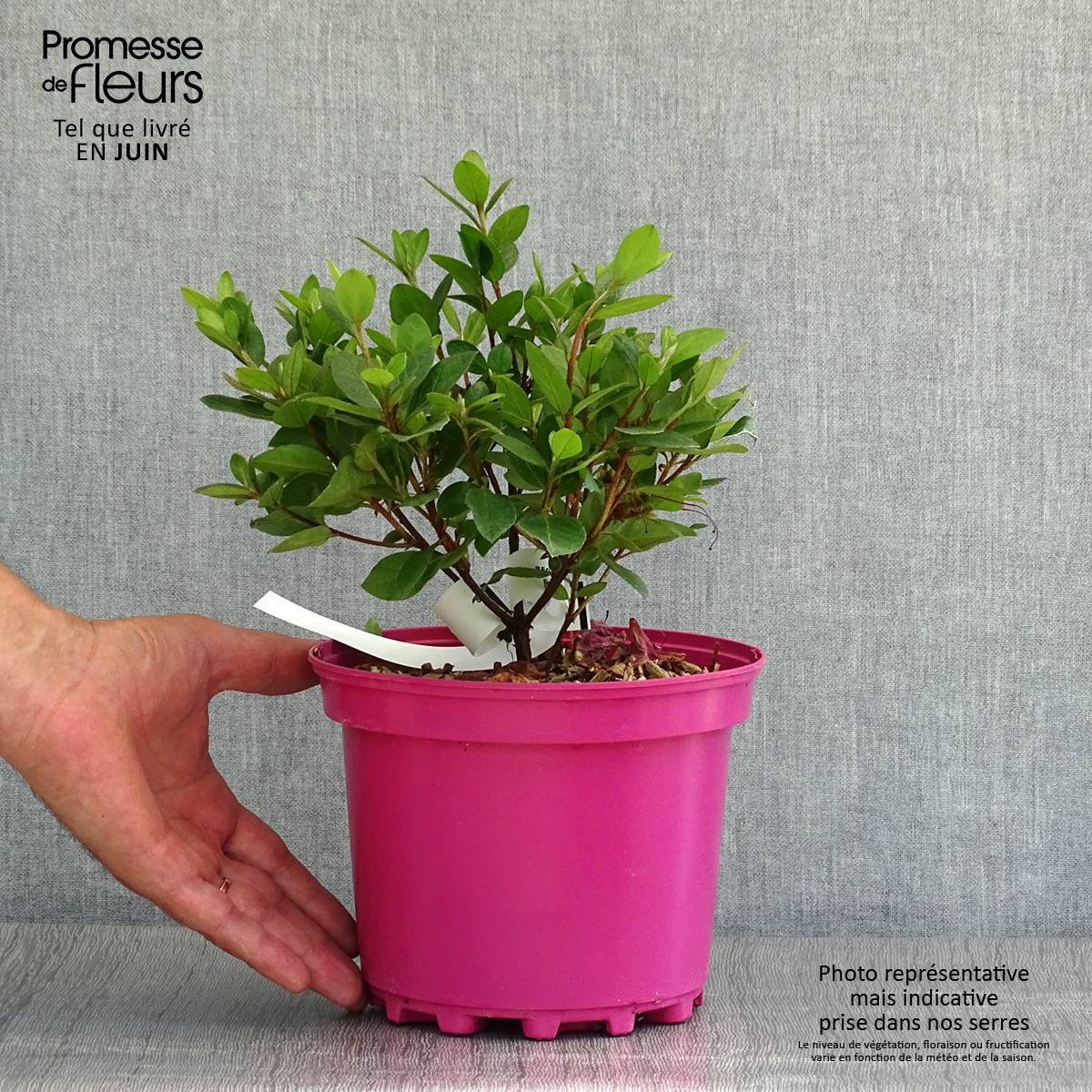Promesse de Fleurs - Azalée du Japon Christina - Rhododendron hybride. Pot de 2L/3L - Image 2