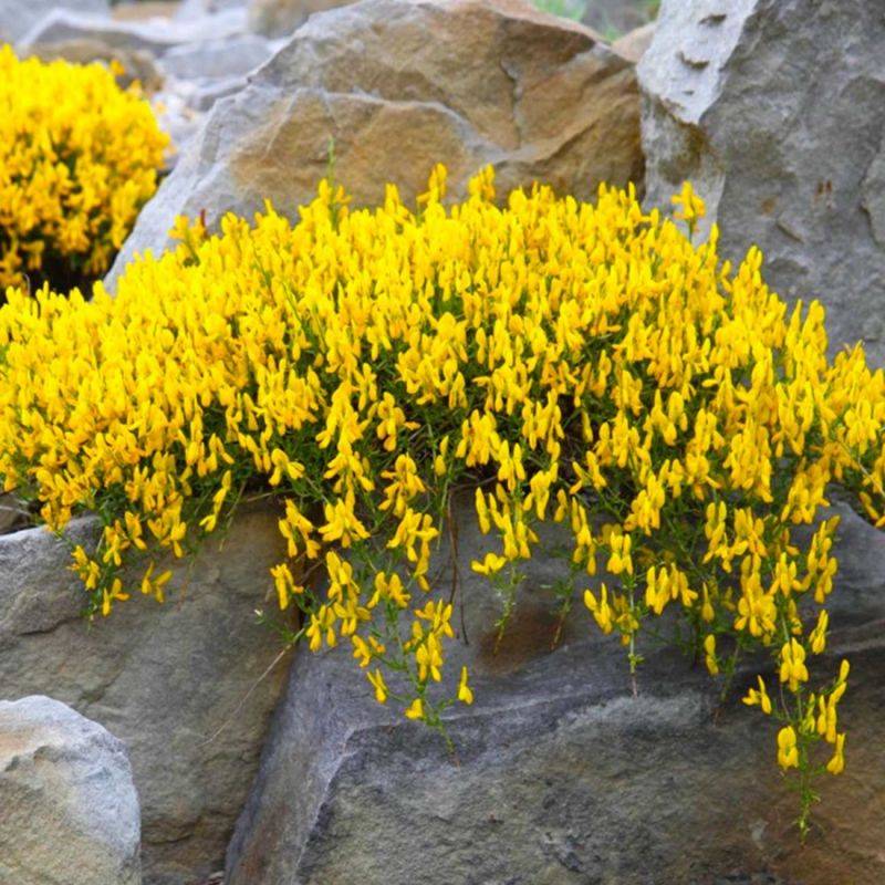 Genêt de Lydie (Genista lydia) - Godet - Taille 13/25cm - Pépinières Naudet - Imagen 2