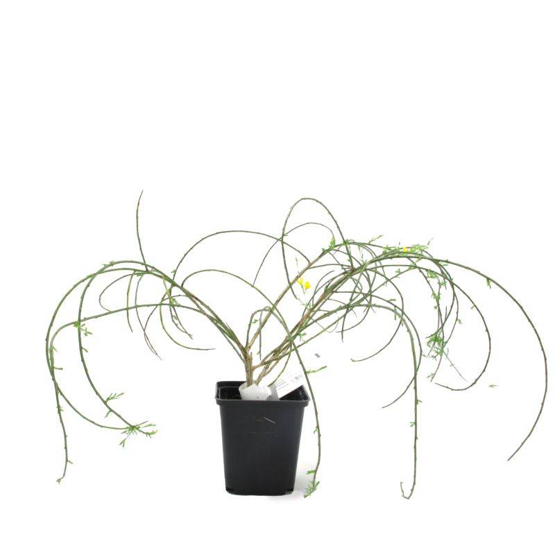 Genêt de Lydie (Genista lydia) - Godet - Taille 13/25cm - Pépinières Naudet - Imagen 3