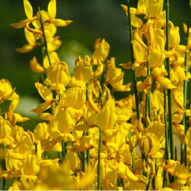 Genêt de Lydie (Genista lydia) - Godet - Taille 13/25cm - Pépinières Naudet - Imagen 1