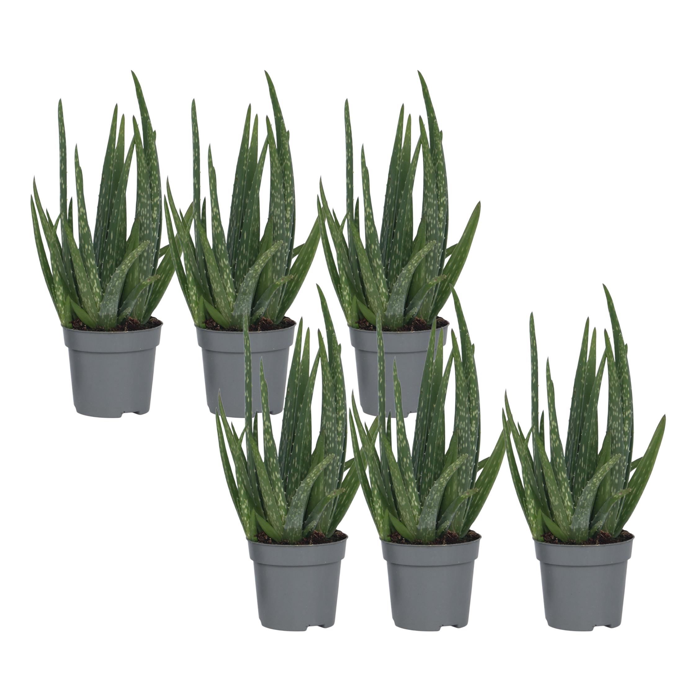 Aloe vera - Set de 6 - Aloe barbadensis - Hauteur 25-40cm - ⌀10,5cm - Image 1