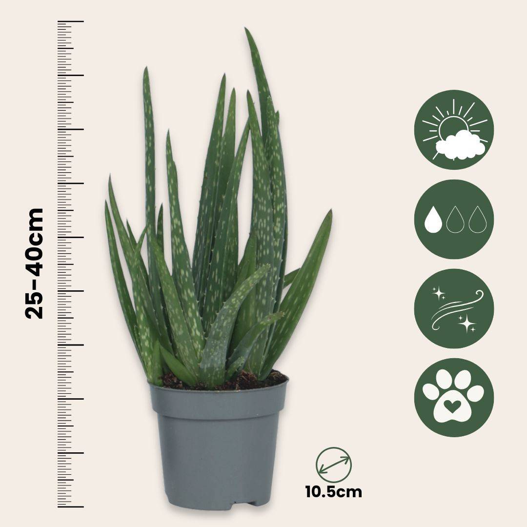 Aloe vera - Set de 6 - Aloe barbadensis - Hauteur 25-40cm - ⌀10,5cm - Image 6