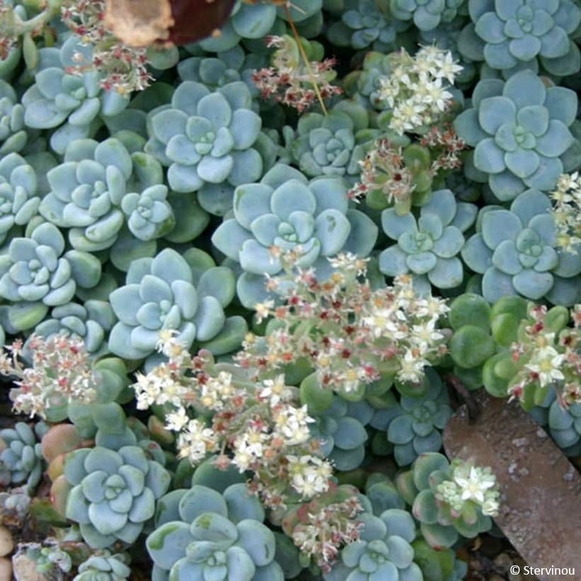 Sedum clavatum - Orpin mexicain Pot de 3L/4L
