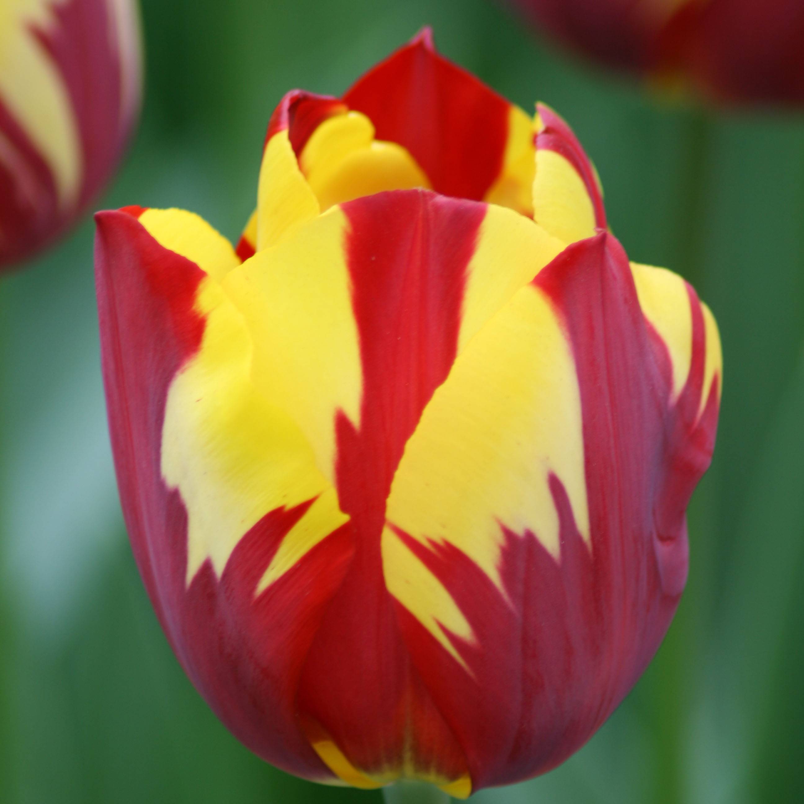 Promesse de Fleurs - Tulipe Triomphe Helmar Bulbe calibre 11/12 (par 10)