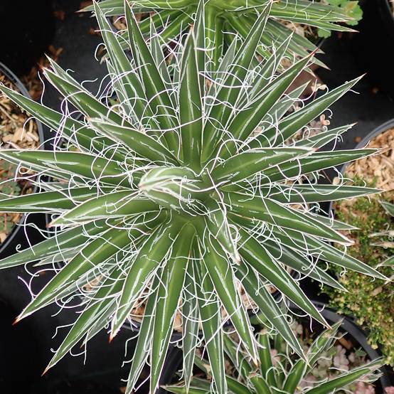 Promesse de Fleurs - Agave multifilifera - Agave des montagnes Pot de 3L/4L