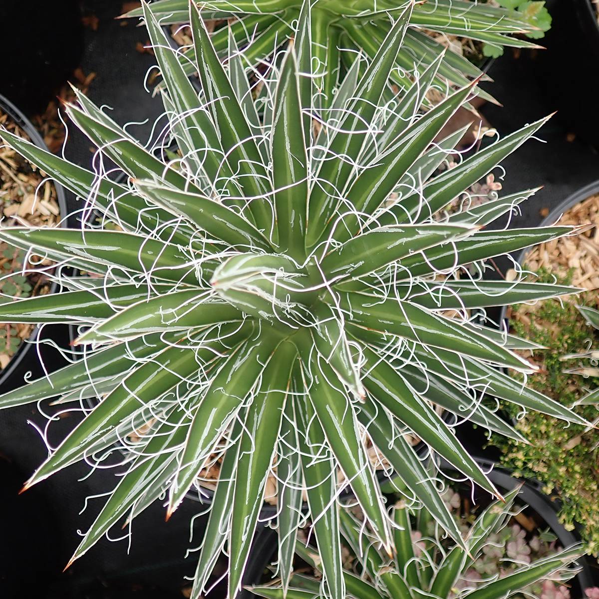 Promesse de Fleurs - Agave multifilifera - Agave des montagnes Pot de 3L/4L