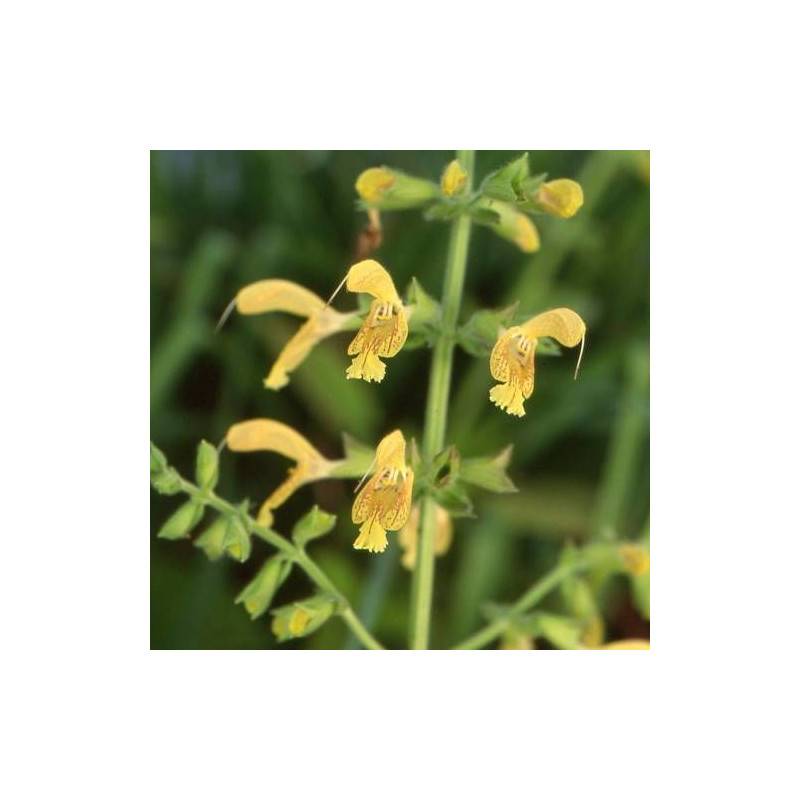 sauge glutineuse à fleurs Jaune/ - feuillage Caduc - Godet - 5/20 cm - Imagen 5