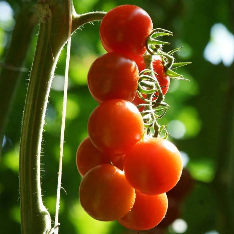 Tomate cerise Bio le sachet de 100 graines environ (0,2g)