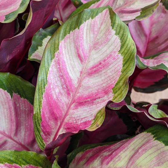 Gardenersdream - Calathea Roseopicta Lumineuse Plante D'Intérieur Rose 30-40Cm Pot Inclus - GardenersDream - Image 1