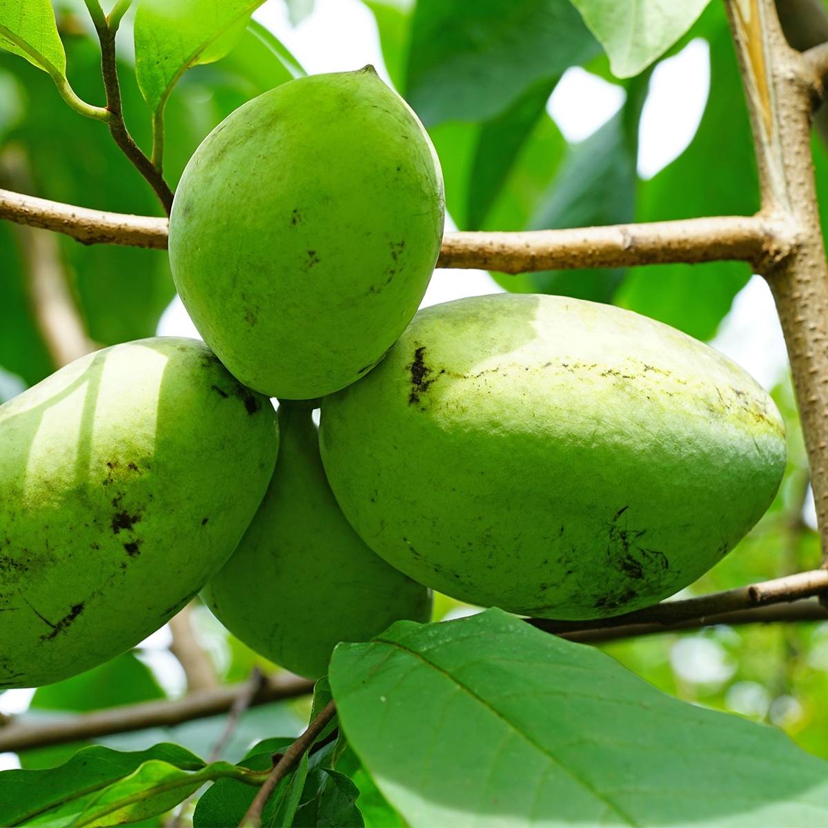 Asimina triloba Wells - Asiminier, Paw-paw Pot de 4L/5L