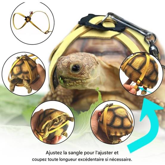 Harnais en cuir pour petite tortue DtopbuyAge - Image 3