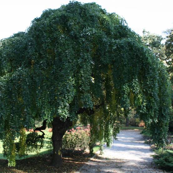 Promesse de Fleurs - Pagode japonaise - Sophora japonica Pendula Pot de 20L/25L, Demi-Tige, Demi-tige 6/8