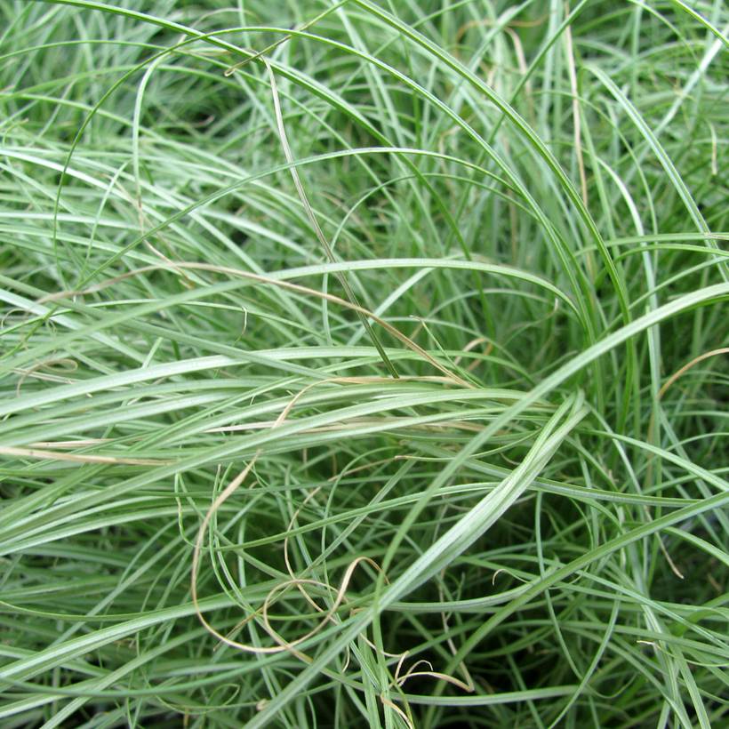 Carex comans Phoenix Green - Laîche de Nouvelle-Zélande Godet de 8/9 cm