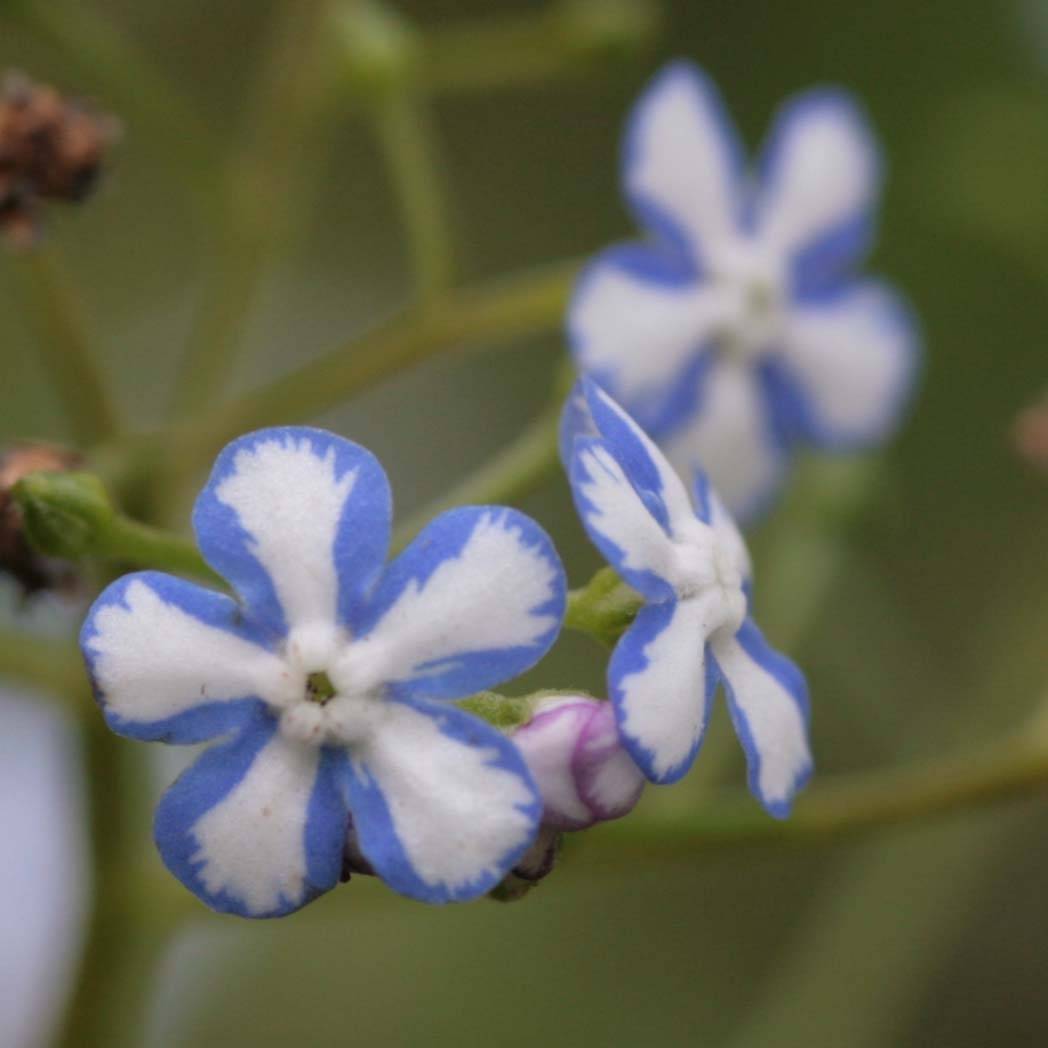 Promesse de Fleurs - Brunnera macrophylla Starry Eyes - Myosotis du Caucase Godet de 8/9 cm