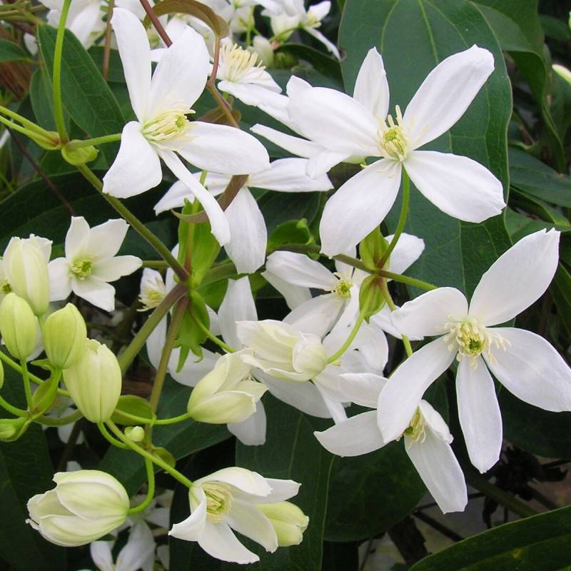 Clématite armandii à fleurs Blanche/ - feuillage Persistant - Pot de 2L - Tuteur bambou 60/90 cm - Image 1