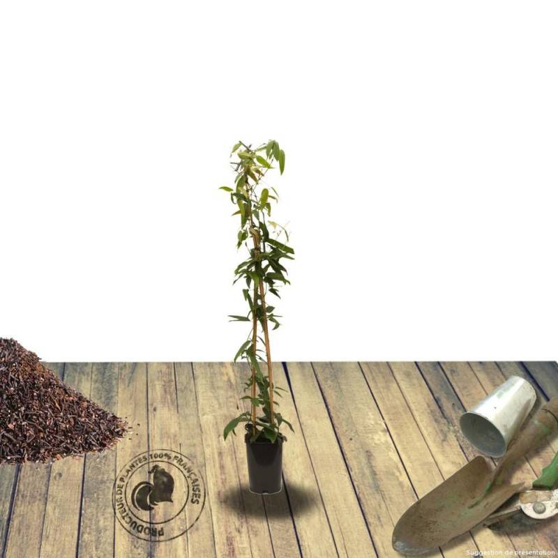 Clématite armandii à fleurs Blanche/ - feuillage Persistant - Pot de 2L - Tuteur bambou 60/90 cm - Image 8
