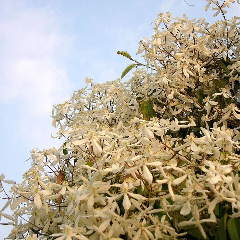 Clématite armandii à fleurs Blanche/ - feuillage Persistant - Pot de 2L - Tuteur bambou 60/90 cm - Image 5