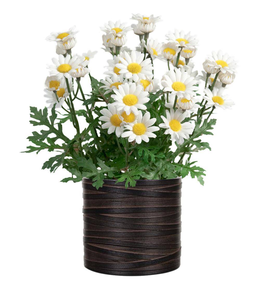 Artificielles - Marguerite artificielle en pot H 30 cm - Imagen 2