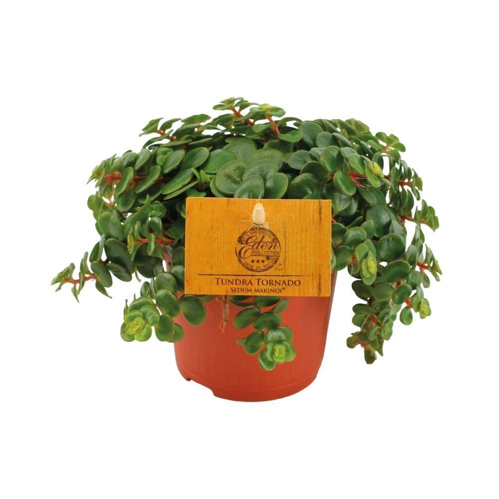 La Green Touch - Sedum Tornado 15cm - Plante d'intérieur- La Green Touch - Imagen 2