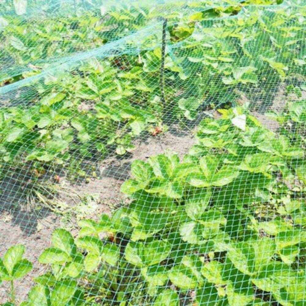 Filet de protection pour plantes et cultures 2 x 5 Vert - Image 4