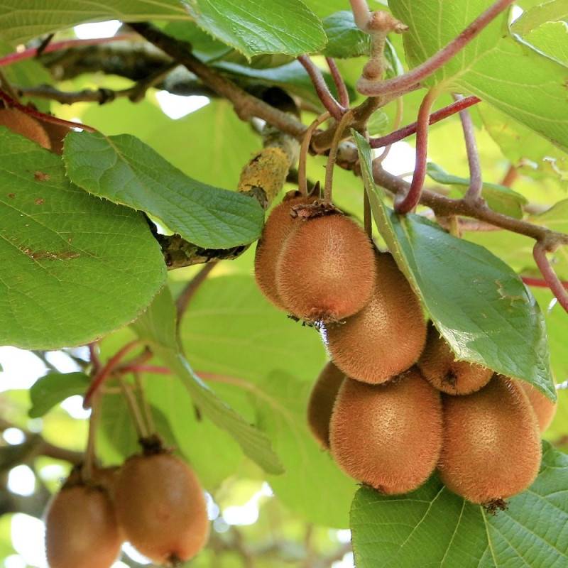 Kiwi Herma (Autofertile) à fleurs Blanche - feuillage Caduc - Godet - 5/20 cm-  hauteur à maturité De 3,00 m à 5,00 m - Imagen 1