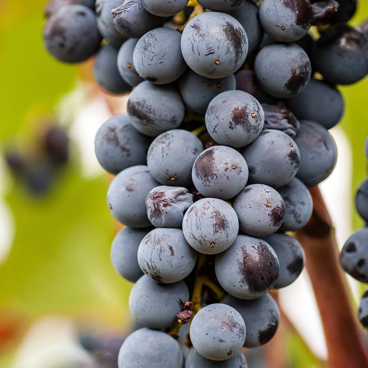 Promesse de Fleurs - Vigne Smeralda - Vitis vinifera Pot de 1,5L/2L