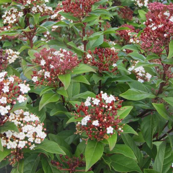 Viburnum tinus Lisarose - Laurier-tin rose Pot de 3L/4L - Image 1