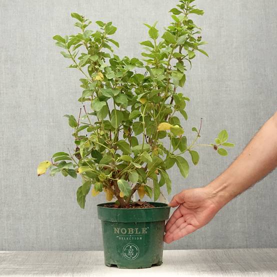 Viburnum tinus Lisarose - Laurier-tin rose Pot de 3L/4L - Image 2