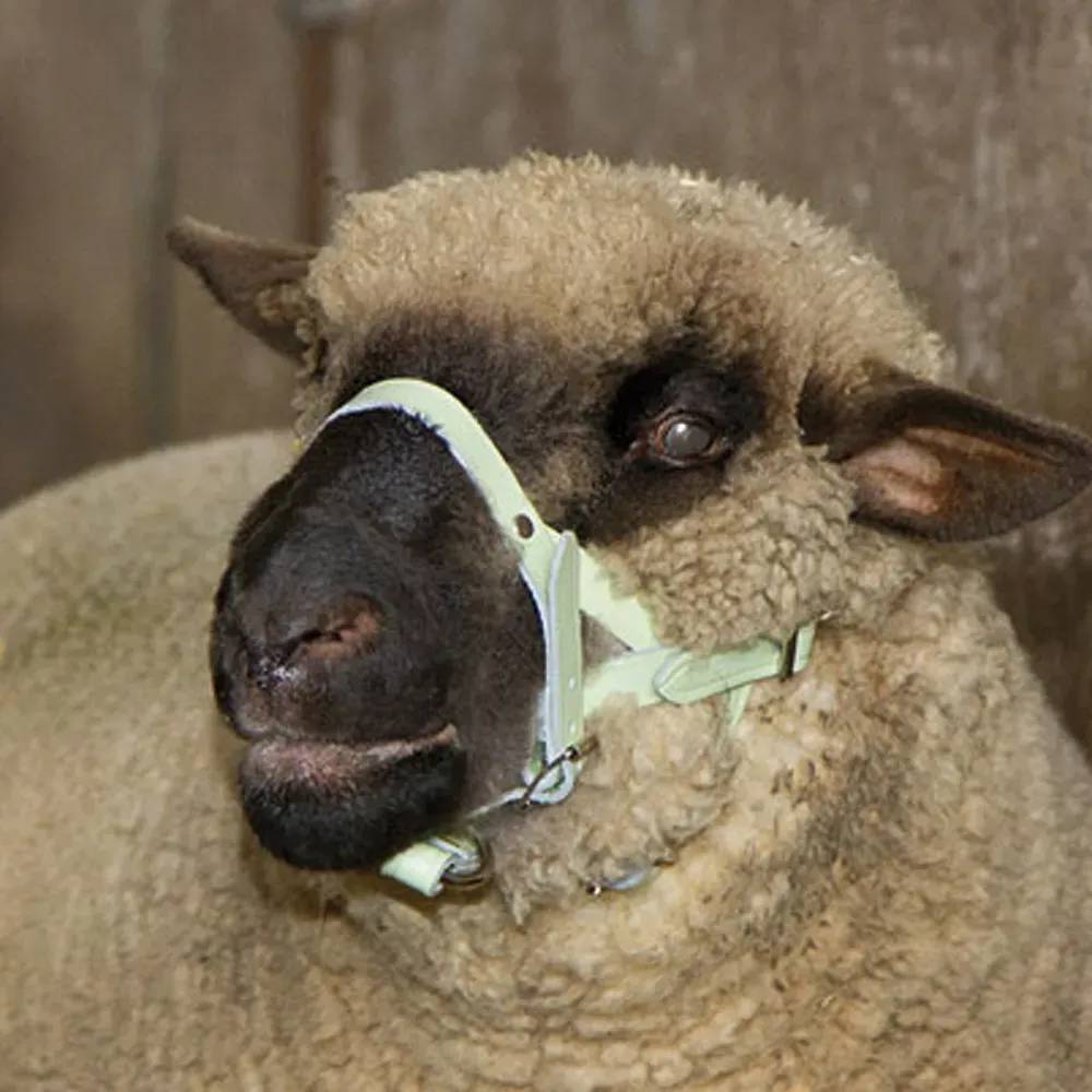 Licol pour mouton ou bélier en cuir - Image 2